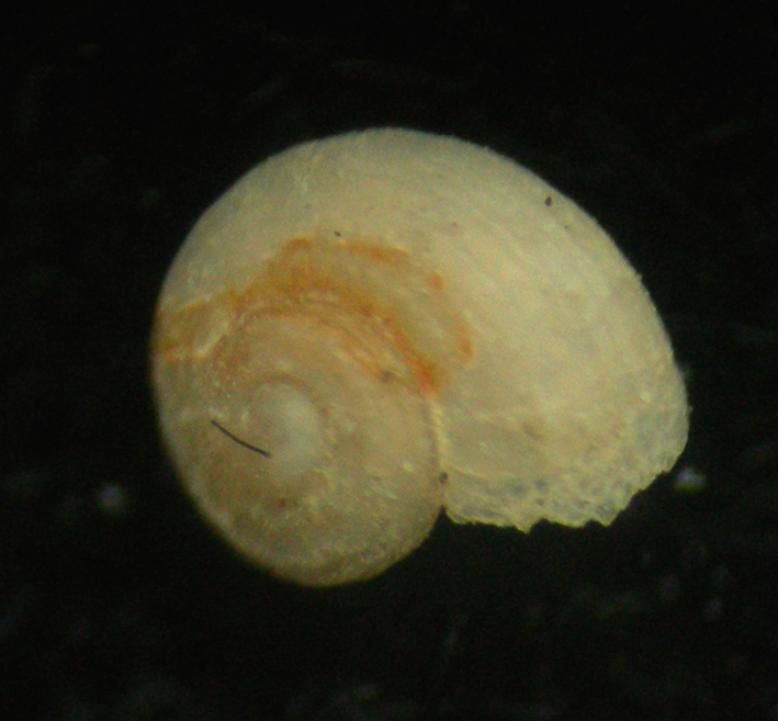 Homalopoma sanguineum juv.